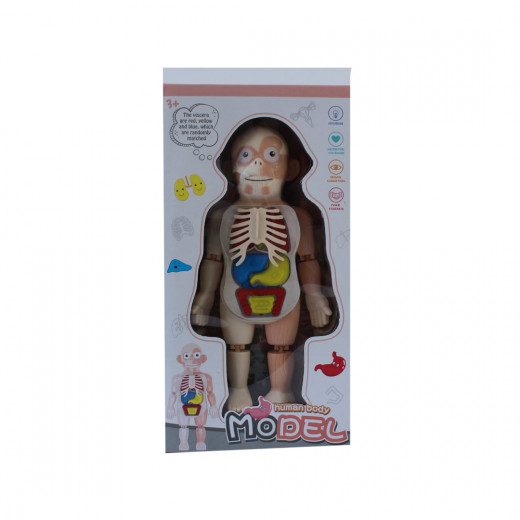 Stoys Human Body Model